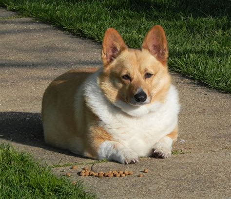 fat corgi puppy